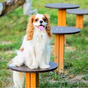 Wie Sie einen perfekten Hundespielplatz für Hunde und ihre Besitzer anlegen - eine praxisnahe Anleitung